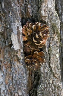 Pine cones