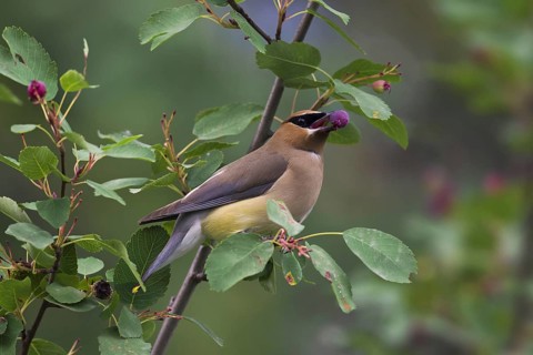 Cedar waxwing