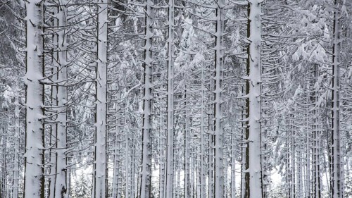 Pine tree trunks in coniferous forest covered in snow in winter at the Hoge Venen