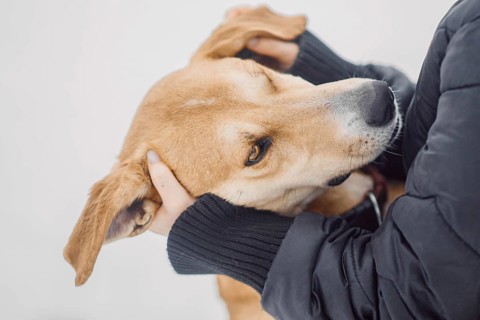 Homeless red dog happily hugs his new owner in a shelter for stray dogs