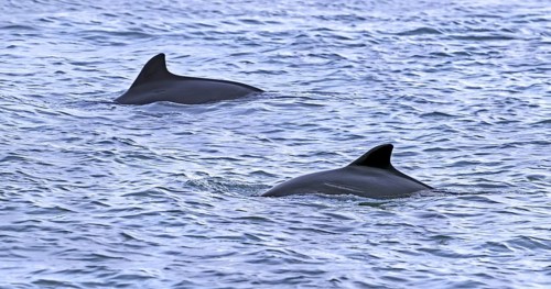 Two harbour porpoises