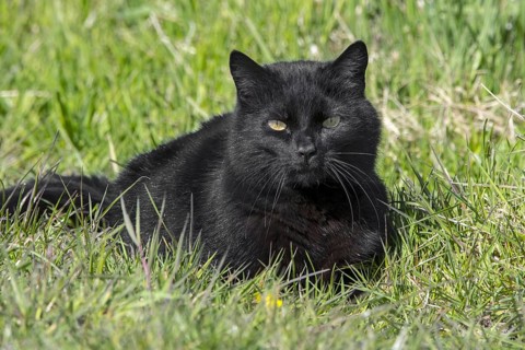 Domestic black cat hunting for mice and birds in meadow