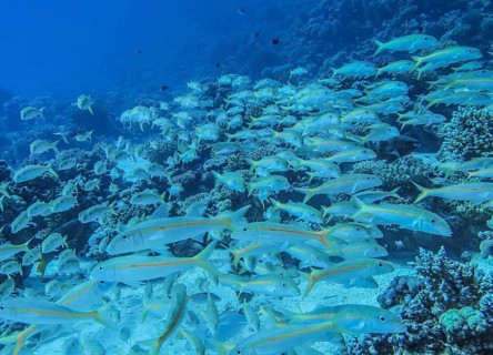 Shoal of yellow snapper fish