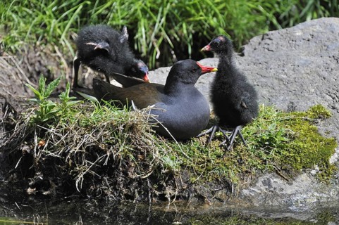 Common Moorhen