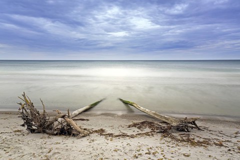 Two dead trees