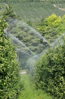 Apple tree orchard being sprinkler irrigated at Val di Non