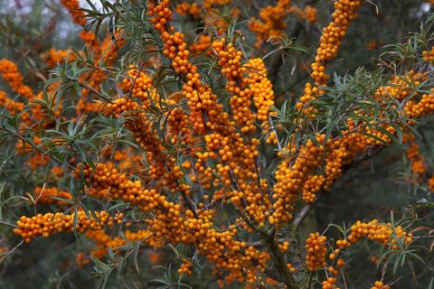 Common Sea-buckthorn