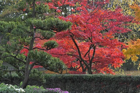Evergreen tree and Smooth Japanese maples