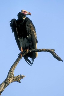 Lappet-faced vulture
