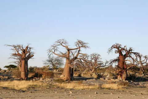 Baobab trees
