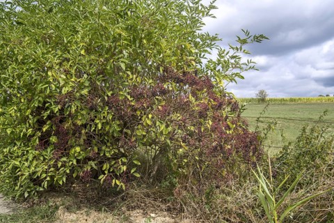 European elder