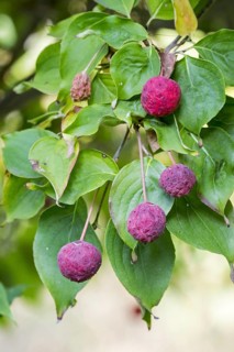Chinese dogwood