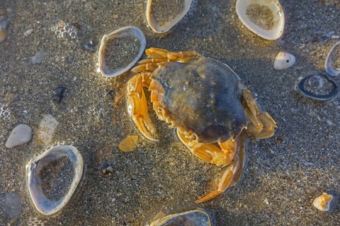 Dead flying crab