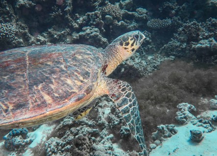 Hawksbill turtle