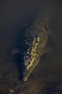 American crocodile