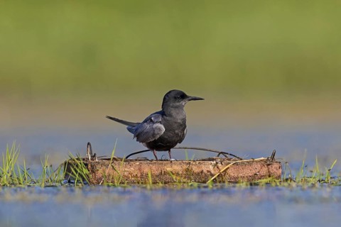 Black tern