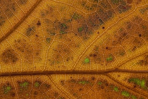 Northern red oak