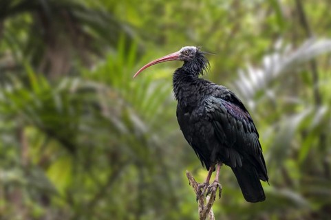 Northern bald ibis