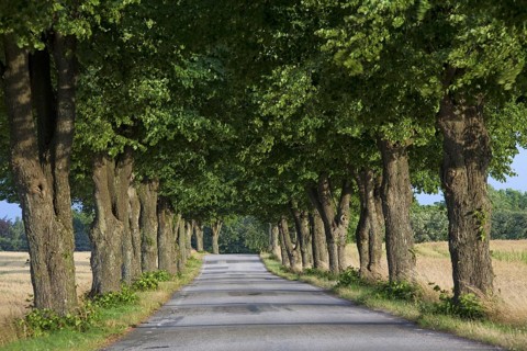 Lime trees