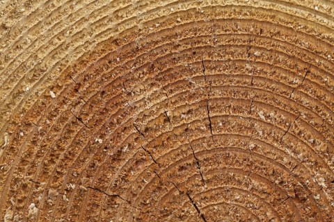 Cross-section