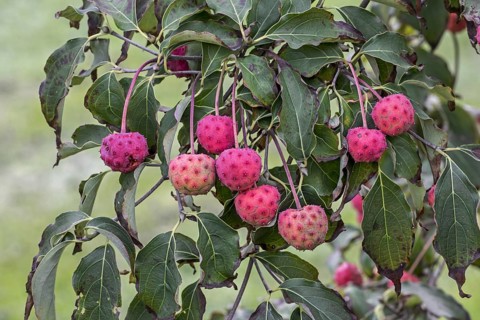 Chinese dogwood