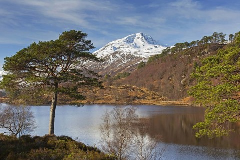 Scots pine