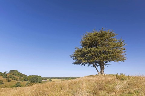 Solitary common hawthorn