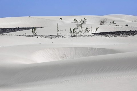 Shrubs growing in white sand dunes on the island Boa Vista