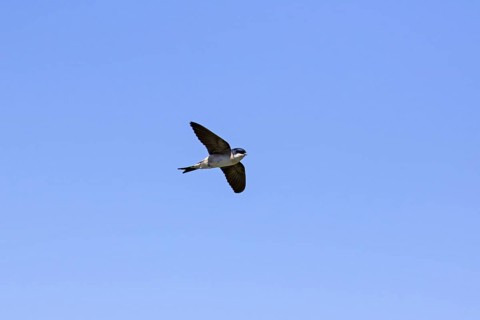 Common house martin
