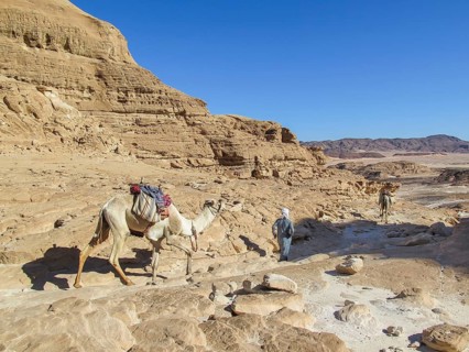 Bedouin leading camel