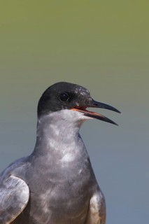 Close up portrait of black tern