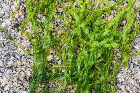 Gutweed