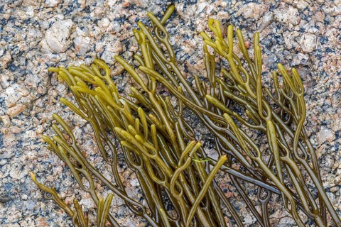 Bifurcaria bifurcata