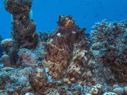 Octopus