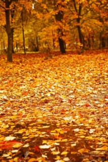 Autumn park after a rain