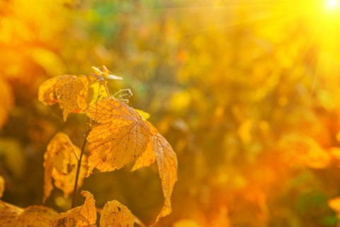 Autumn leaves on blurred illuminated background instagram style