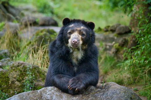 Spectacled bear