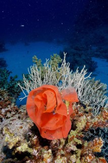 Spawn of Spanish dancer