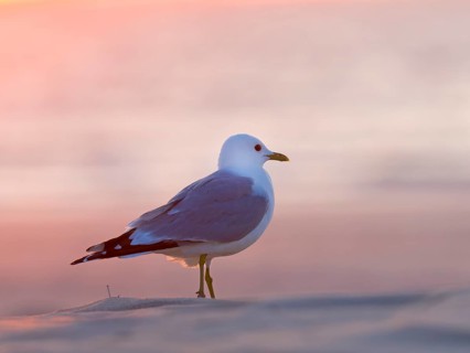 Common gull