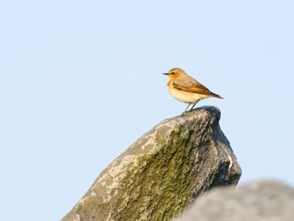 Northern wheatear