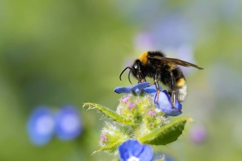 Buff tailed bumble bee