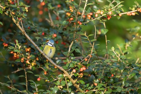Blue tit