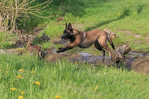 Malinois jumping
