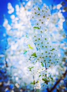 Very bright blossoming cherry tree on background bokeh white flowers instagram style
