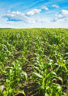 Young maize kernels in the field