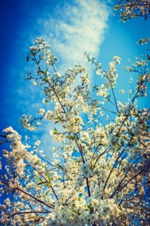 Blossom of cherry tree inatagram style