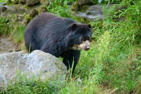 Spectacled bear
