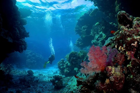 Hemprich's tree coral