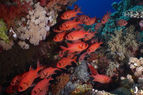 Shoal