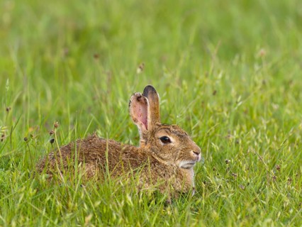 European rabbit